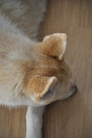 /album/fotogalerij/dsc-0009-jpg/